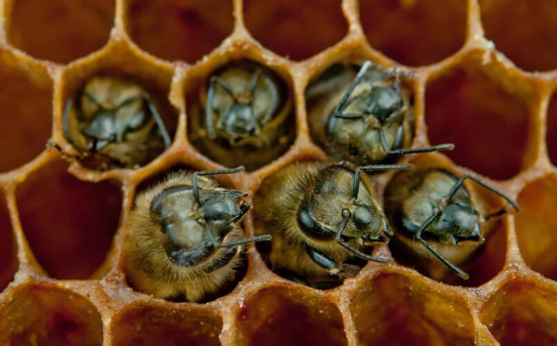 ما هو دور البكتيريا في بقاء نحل العسل؟
