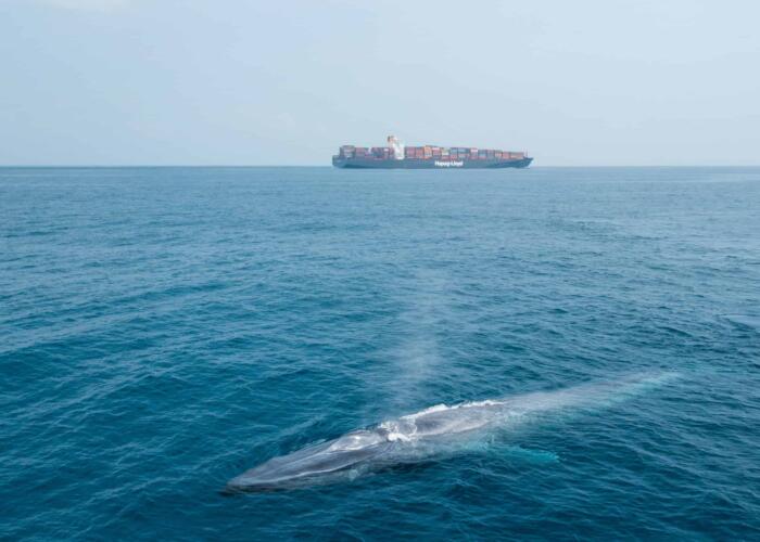 أكبر شركة شحن في العالم تغيّر مسارات سفنها لحماية الحيتان الزرقاء