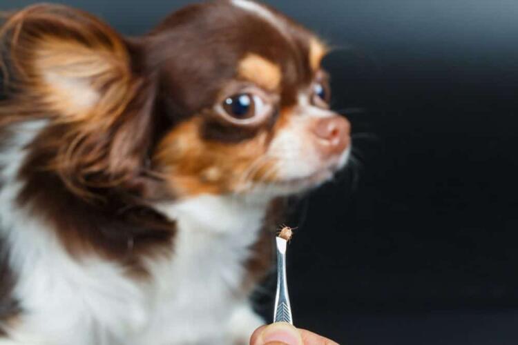كيفية التخلص من حشرة قراد الكلاب في المنزل؟