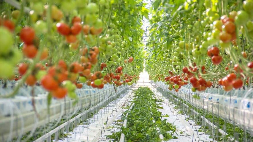 كيف تزرع الطماطم في الماء؟ إليك دليلاً علمياً بسيطاً وشاملاً