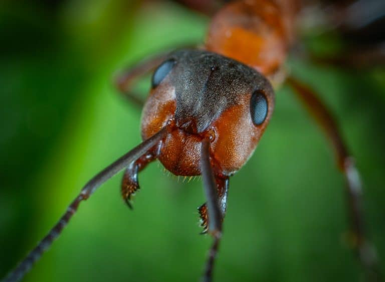 كيف يمكن تقدير عدد النمل في كوكبنا؟