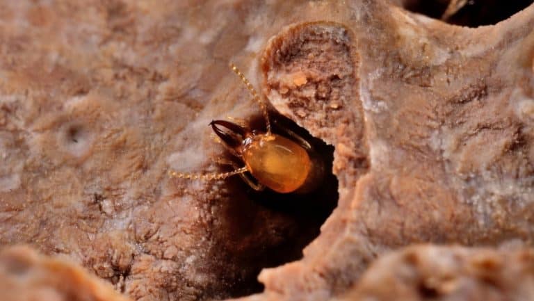 بحث جديد يبين الدور الذي يؤديه النمل الأبيض في دورة الكربون في ظل التغير المناخي