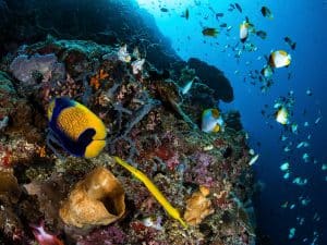 عمليات التنقيب في إحدى مدن المايا القديمة تكشف للعلماء أصول الأسماك المرجانية