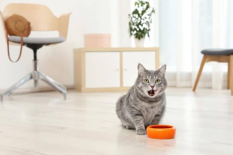 ماذا تأكل القطط الصغيرة من طعام البيت؟