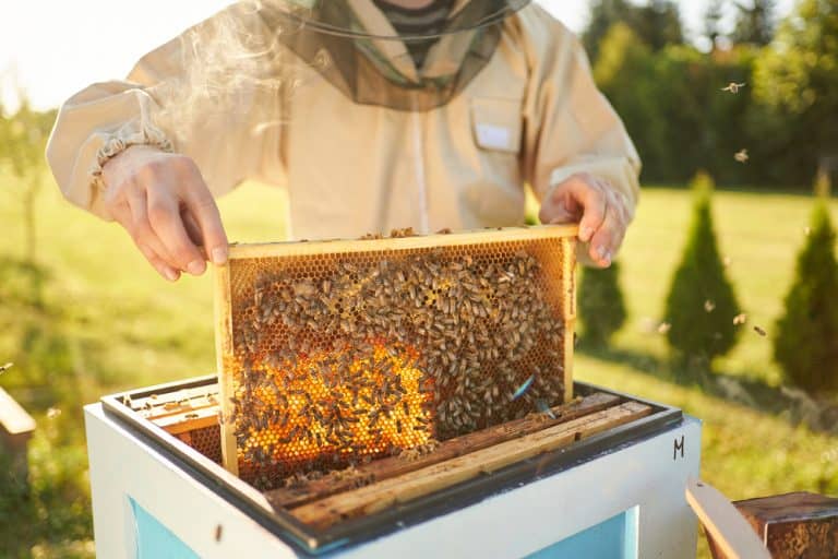 دليلك الشامل لتربية النحل