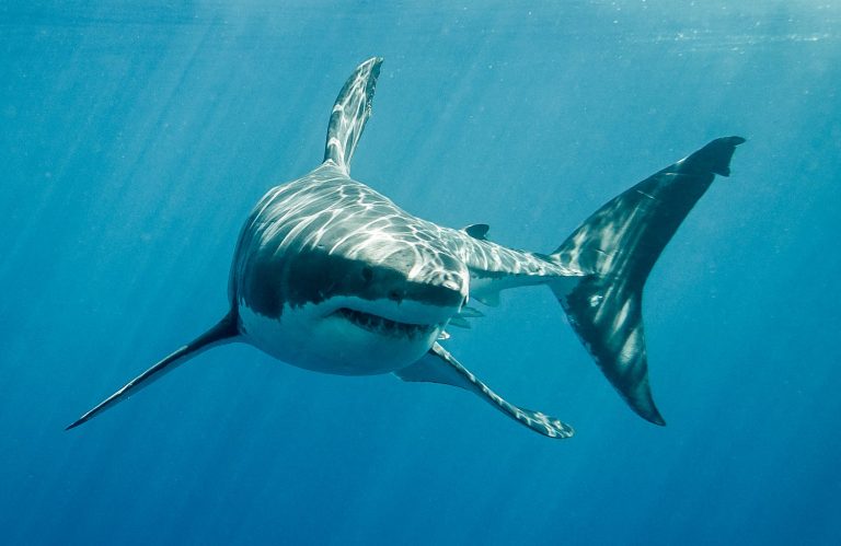 بالفيديو: ماذا يحدث عندما تتعارك الحيتان القاتلة مع أسماك القرش الأبيض الكبيرة؟