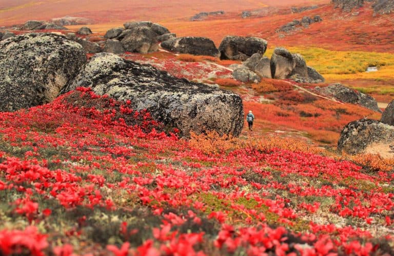 لماذا تتلون أوراق الأشجار بألوان زاهية خلال فصل الخريف في ولاية ألاسكا؟ ولماذا لا تدوم هذه الفترة طويلاً؟
