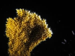 العلماء ينجحون في إنماء نوع مهدد من المرجان في المختبر