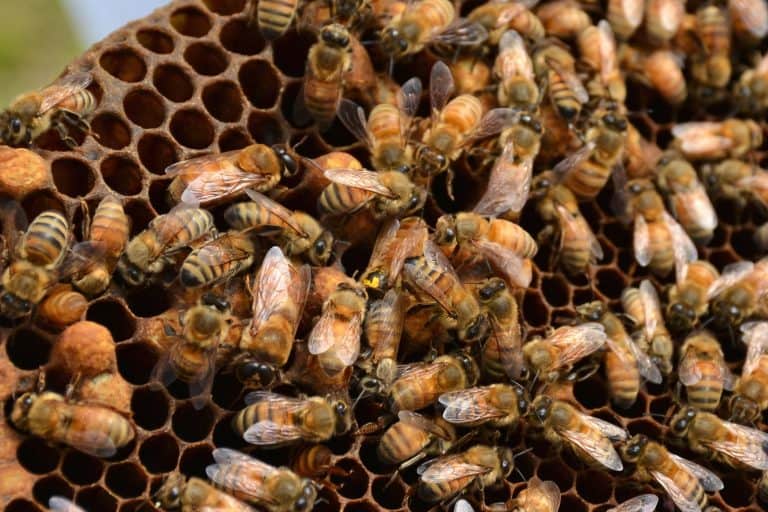 ما هي شحنة أسراب النحل وما تأثيرها على الغلاف الجوي؟