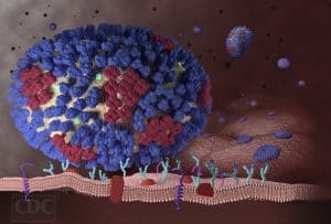 دراسة جديدة: يمكن لفيروسين تنفسيين الاندماج لتشكيل فيروس هجين مقاوم لجهاز المناعة