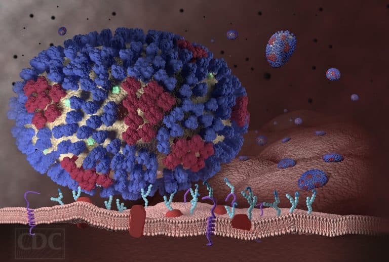 دراسة جديدة: يمكن لفيروسين تنفسيين الاندماج لتشكيل فيروس هجين مقاوم لجهاز المناعة