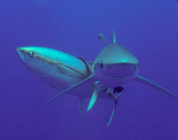Itchy fish use sharks as swimming scratching posts