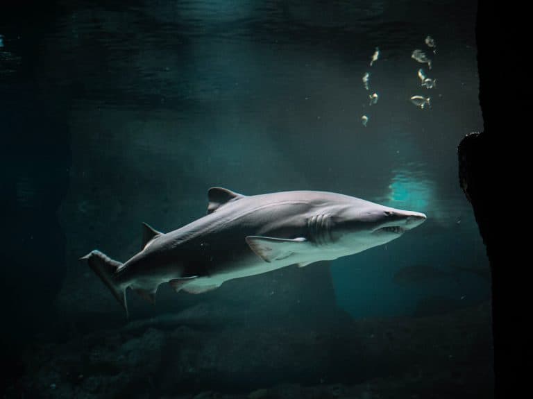 لماذا ما تزال المواد الصناعية عاجزة عن تقليد جلد سمك القرش؟