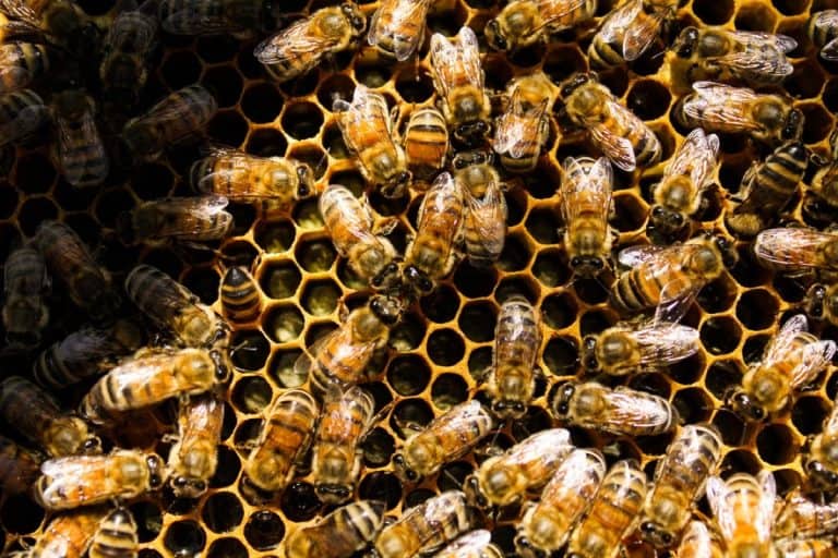 ابتكار أول لقاح يحمي نحل العسل من عدوى تعفن الحضنة الأميركي