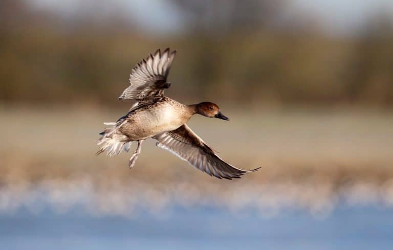 أسرار جديدة عن الطيور المائية تكشفها هجرة ملحمية قام بها طائرا بط