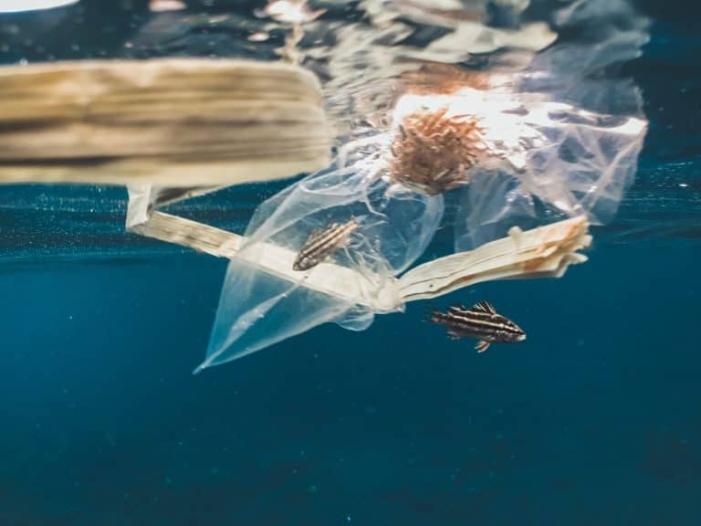 كيف تؤثر أجهزة تنظيف المحيطات من الجزيئات البلاستيكية على أشكال الحياة البحرية؟