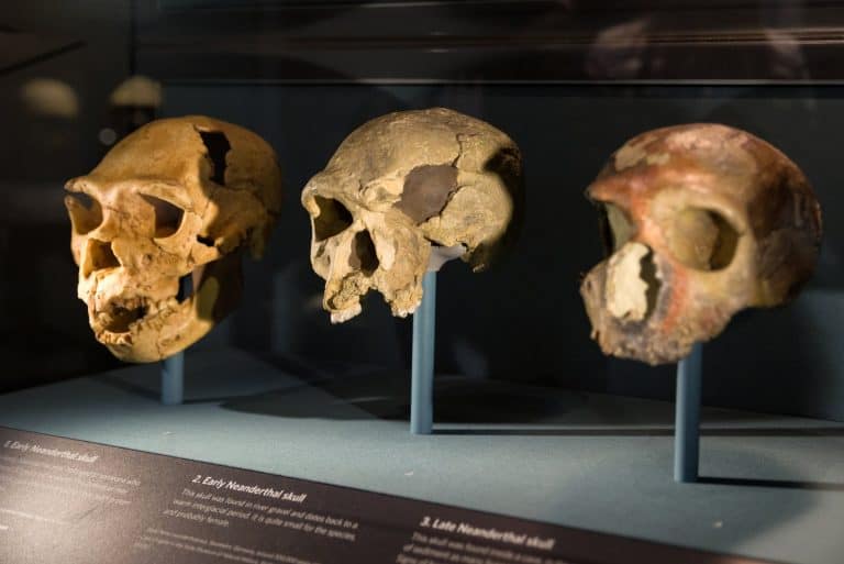 هل كان سبب انقراض إنسان النياندرتال هو تزاوجه مع الإنسان العاقل؟
