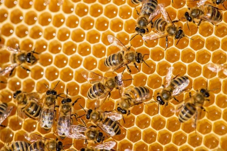 5 نصائح تساعدك على زيادة عدد النحل في الخلية
