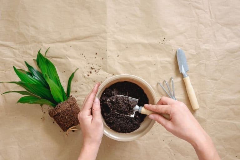 تعرف إلى كيفية تحضير مكونات تربة النباتات المنزلية واصنع الخليط بنفسك