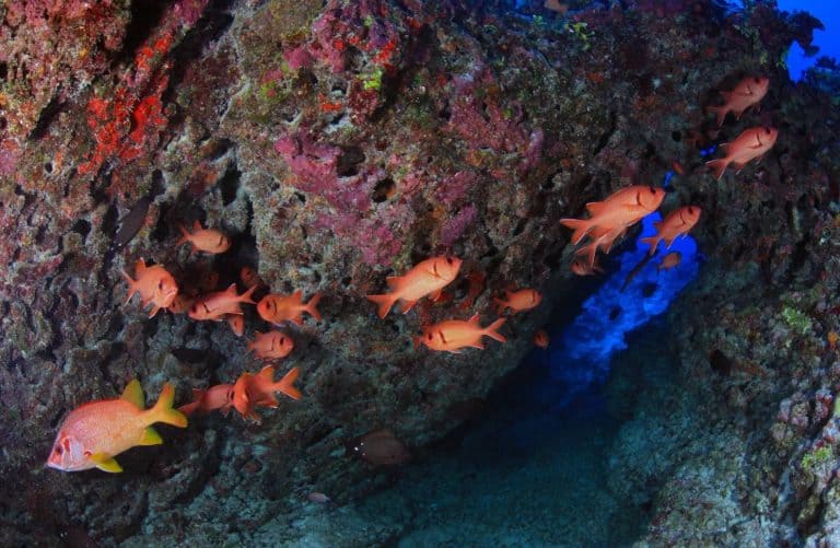 كيف يؤثّر إنشاء محميات بحرية على الأسماك في المناطق المجاور؟