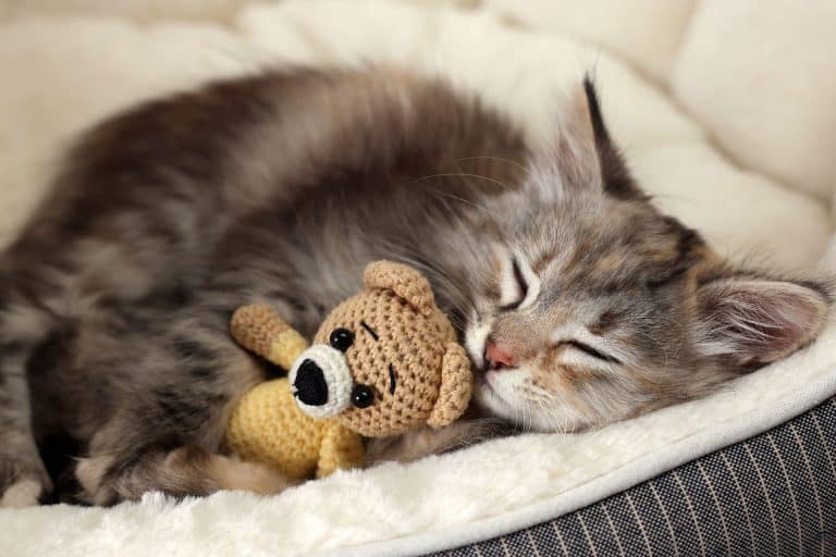5 أسباب تفسّر كثرة نوم القطط