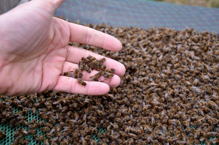ما الآفات والأمراض التي تهدد خلايا النحل؟