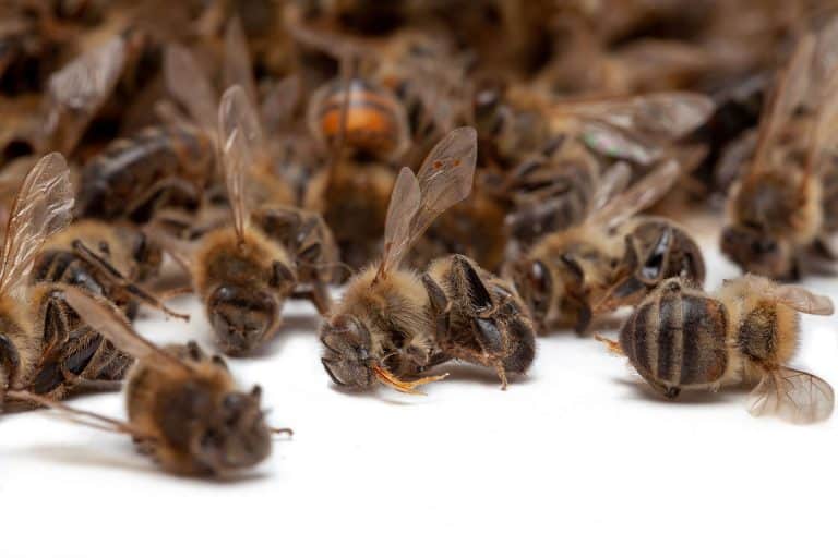 هل النحل مهدد حقاً بالانقراض؟
