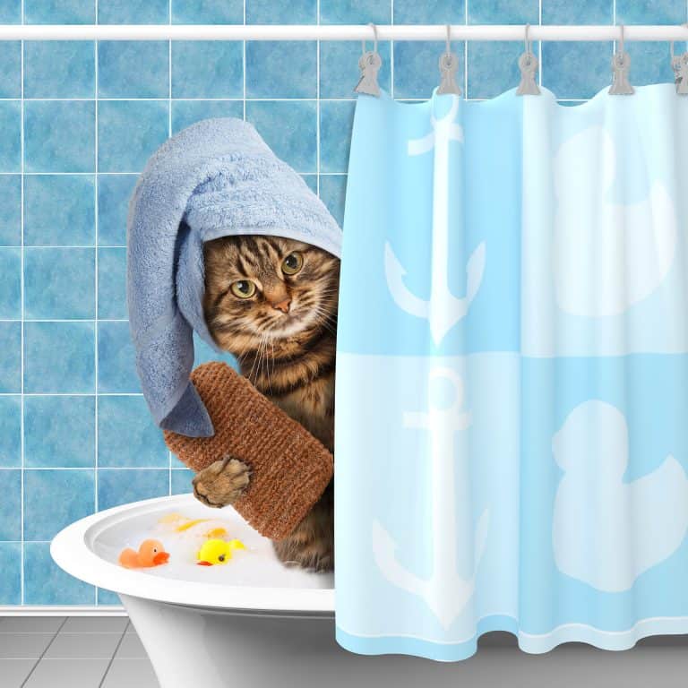 إليك كل ما تحتاج معرفته عن تنظيف القطط الصغيرة