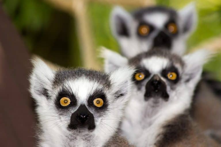 ماذا حدث للحيوانات العملاقة التي كانت تعيش في الماضي على جزيرة مدغشقر؟