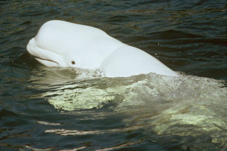 ما تأثير التلوث الضوضائي على الحيتان البيضاء في القطب الشمالي؟
