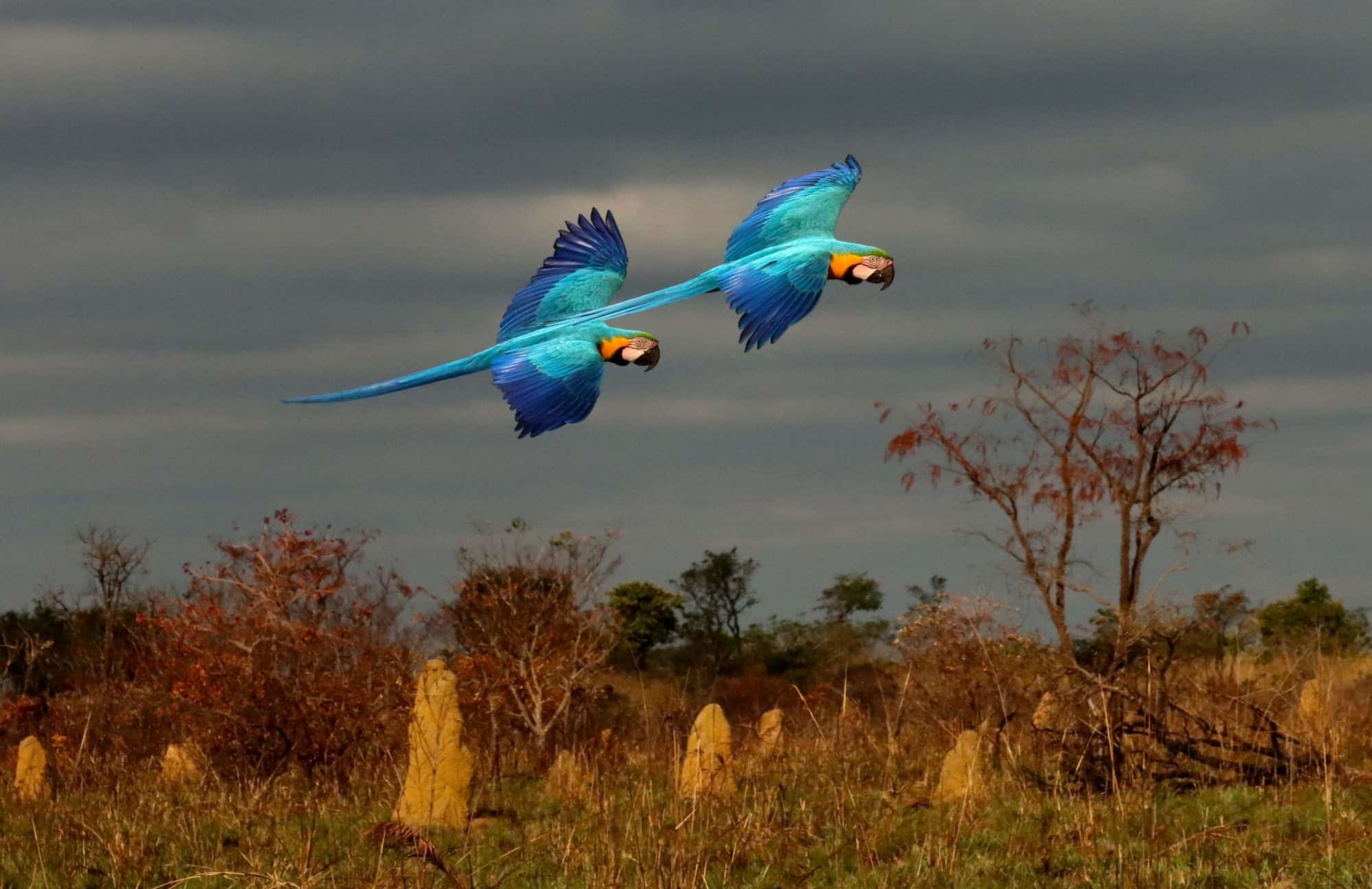 This photographer captures birds as poetry in motion