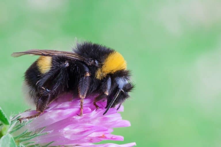 كيف يمكن أن يؤثر تغير الحقل الكهربائي الناتج عن الأسمدة سلوك النحل؟