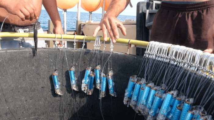 صورة للعشرات من أجهزة شارك غارد الطاردة لأسماك القرش عند تثبيتها بالخطاطيف على متن قارب في المحيط.