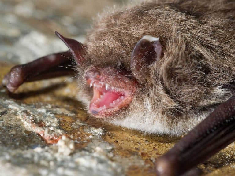 دراسة تكشف كيف تستخدم الخفافيش حنجرتها لإصدار الأصوات بغرض التواصل وتحديد الموقع