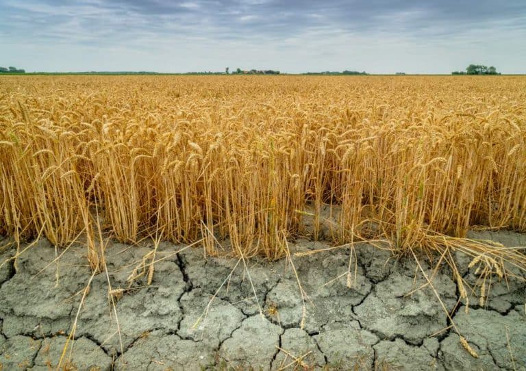 ما هو قمح «جبل» المقاوم للجفاف؟ وكيف سيساعد الدول العربية على مواجهة التغير المناخي؟
