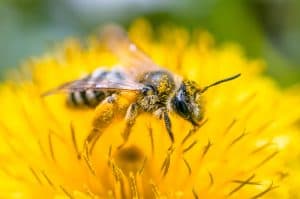 دليلك الشامل حول تغذية النحل بحبوب اللقاح