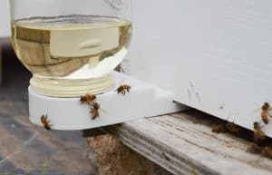 ما أضرار تغذية النحل بالسكر الصناعي؟