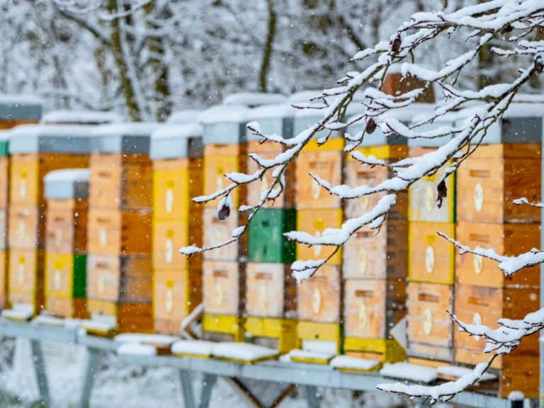 8 طرق فعّالة يستخدمها النحّالون لتدفئة خلايا النحل خلال الشتاء