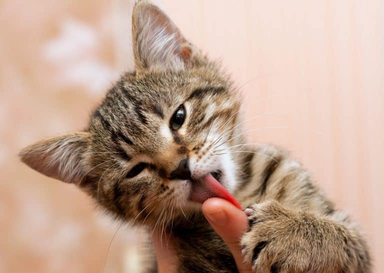 8 أسباب محتملة قد تفسّر لعق القطط للإنسان