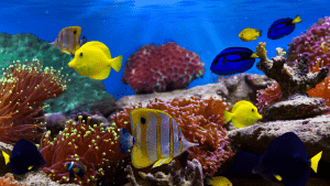 العلماء يبتكرون طريقة جديدة لتتبع يرقات المرجان من خلال «صبغها»