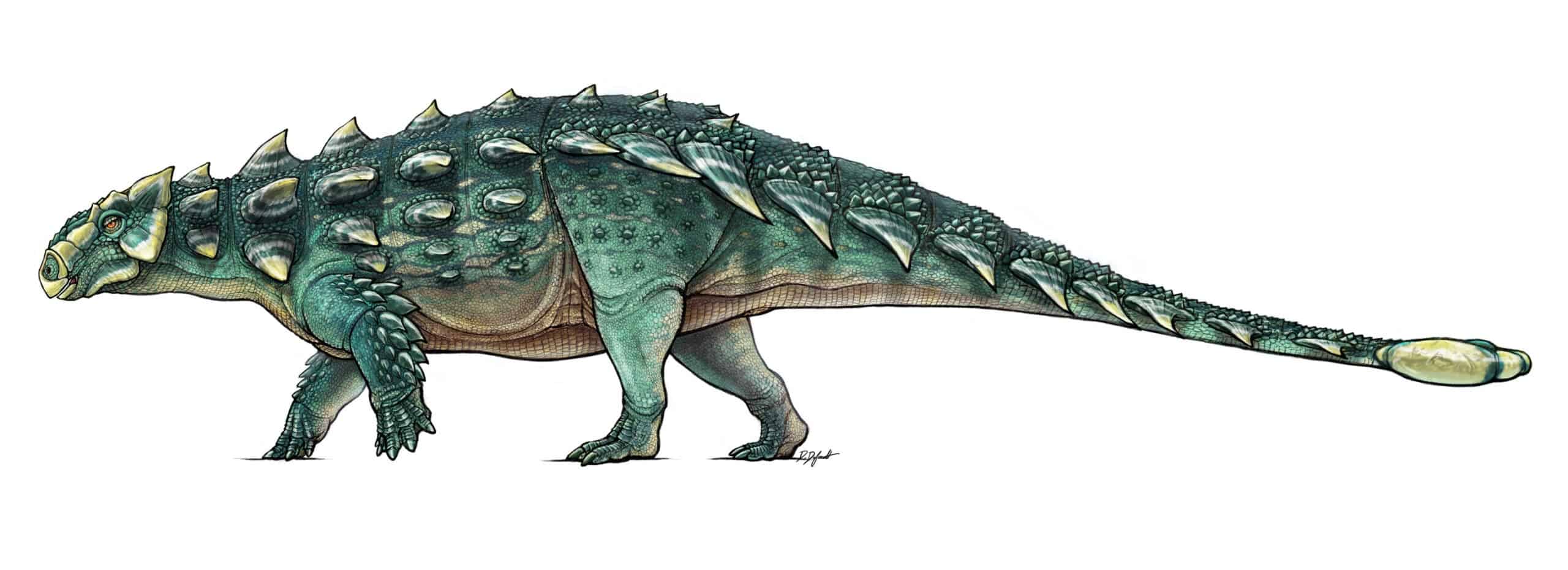Feisty ankylosaurs clubbed each other with their tails