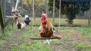 لماذا يجب عليك صنع أرجوحة للدجاج؟