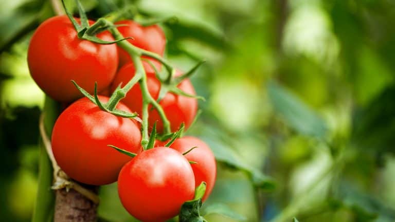 هل الطماطم فاكهة أم خضروات؟ لهذه الإجابة وغيرها إليك كيفية تصنيف النباتات