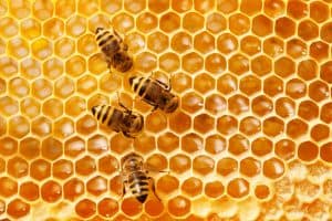 كيف أجعل النحل يبني الأساسات الشمعية؟