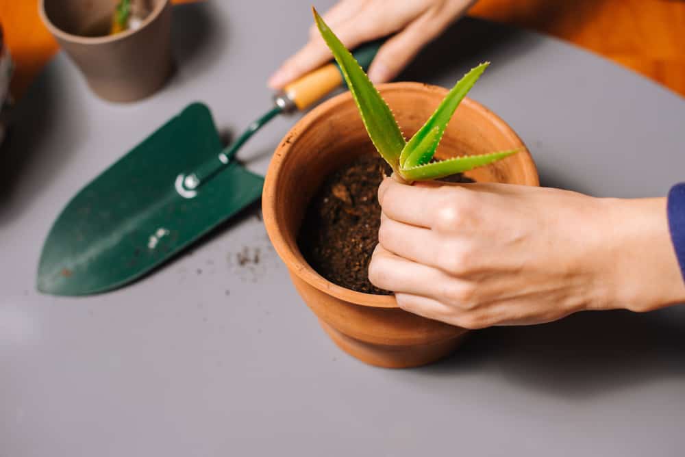 كيفية زراعة نبات الألوفيرا