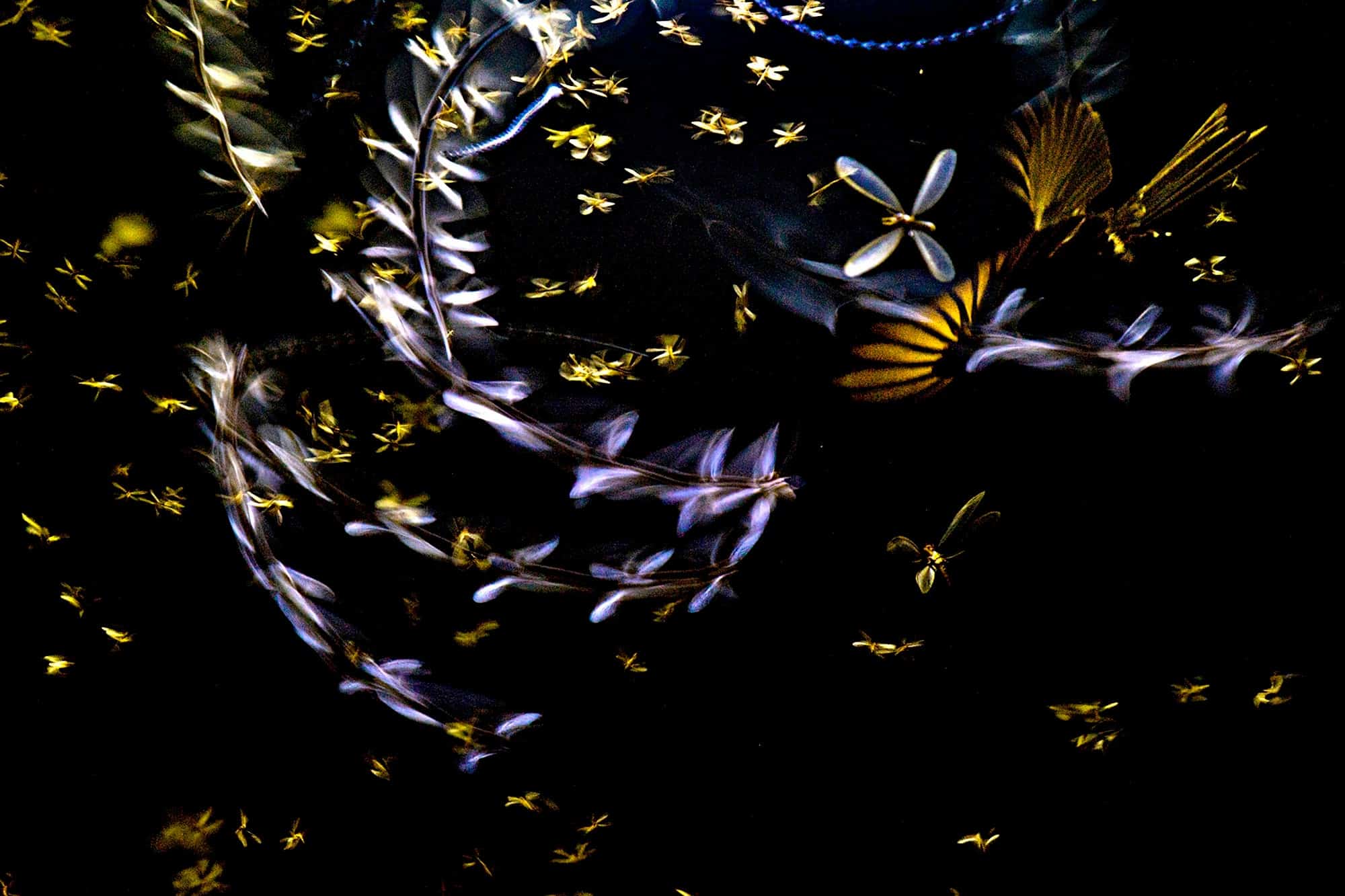 صورة مشاركة في مسابقة التصوير الفوتوغرافي تظهر طائر درانغو يطارد سرباً من النمل الأبيض في مشهد ليلي ضبابي