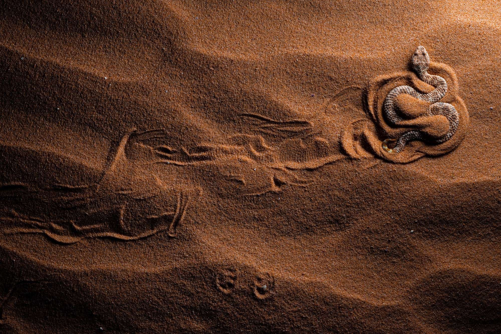 صورة مشاركة في مسابقة التصوير الفوتوغرافي تظهر أفعى رمل الصحراء وهي تحفر مساراً في الرمل في الصحراء.