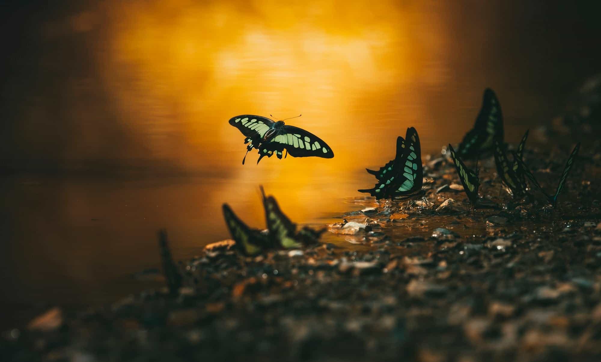 صورة مشاركة في مسابقة التصوير الفوتوغرافي تظهر فراشة صفراء مخططة تطير حول بركة ماء يسطع عليها ضوء الشمس.
