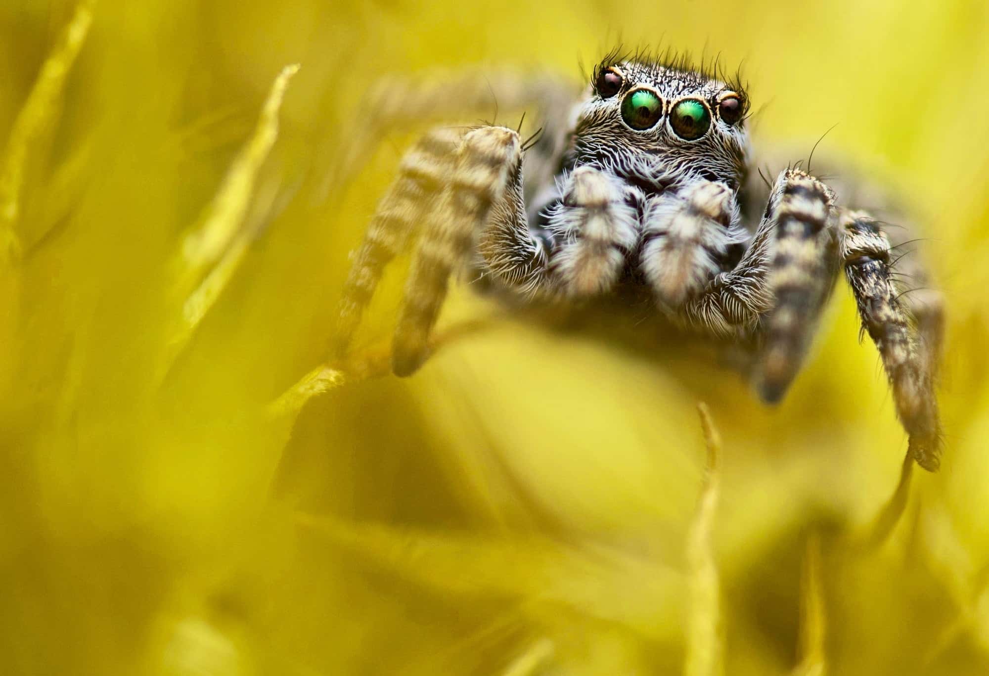 صورة مشاركة في مسابقة التصوير الفوتوغرافي تظهر عنكبوتاً قافزاً زهرة صفراء.