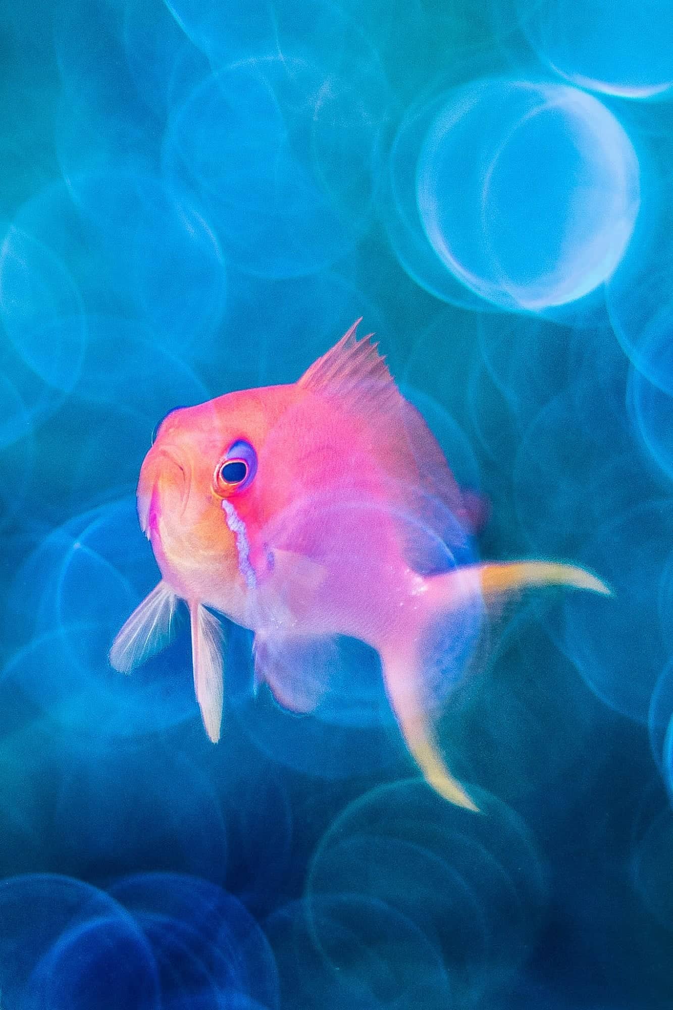 صورة مشاركة في مسابقة التصوير الفوتوغرافي تظهر أسماكاً وردية وأرجوانية في البحر الأحمر.